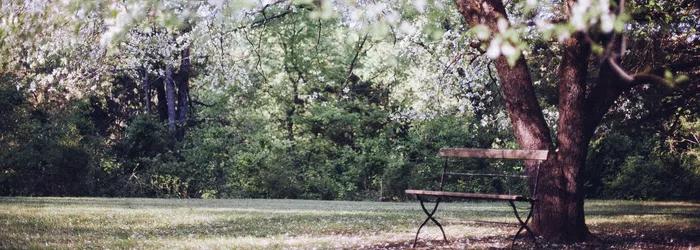 Holzbänke stehen im Schatten eines Baums, umgeben von grünem Gras und blühenden Ästen.