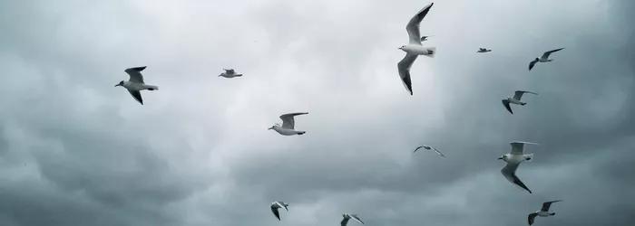 Schwarm von Möwen fliegt vor einem bewölkten Himmel mit Grautönen.